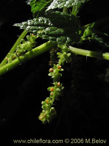 Image of Urtica magellanica (Ortiga). Click to enlarge parts of image.